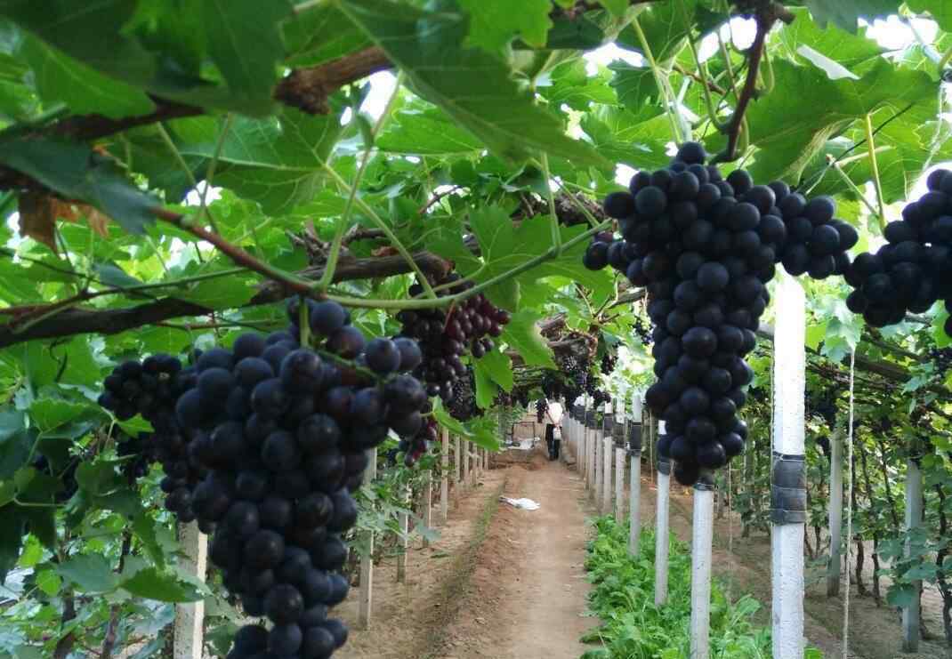 中国种植葡萄始于哪一什么时期 中国种植葡萄始于 中国种植葡萄始于哪个朝代