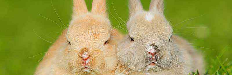 如何养兔 兔子怎么养 兔子如何养