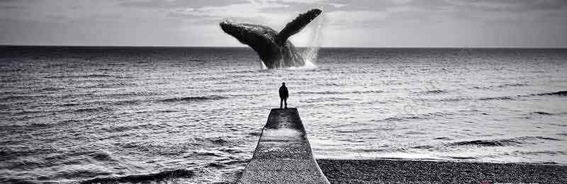 鲸落的唯美句子 描写鲸落的优美的句子  描写鲸落优美的句子