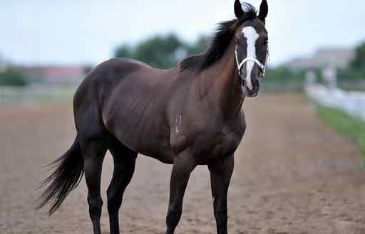 世界名马排名第一 世界十大名马排行榜，纯血马跑得最快，阿拉伯马价格上亿！