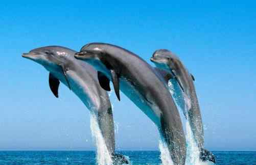 海豚智商 全球十大智商最高的动物，海豚温和友善，虎鲸是食肉动物