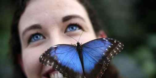 蓝默蝶 世界上最大的蝴蝶 传说中的蓝默蝶 20天化蛹成蝶