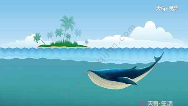 鲸鱼是哺乳动物吗 鲸鱼是哺乳动物吗 鲸鱼以什么为食