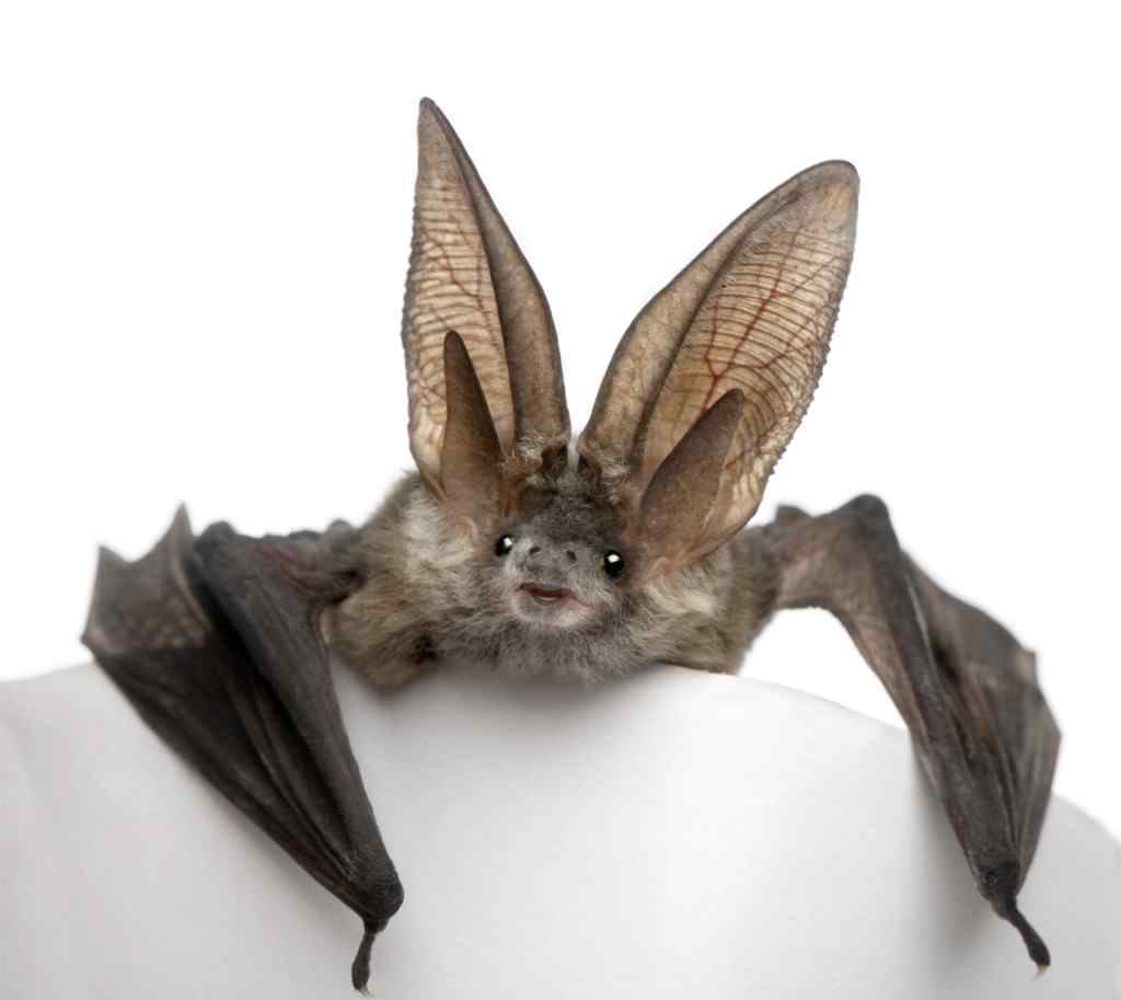 蝙蝠属于哪类动物 蝙蝠是什么科类动物
