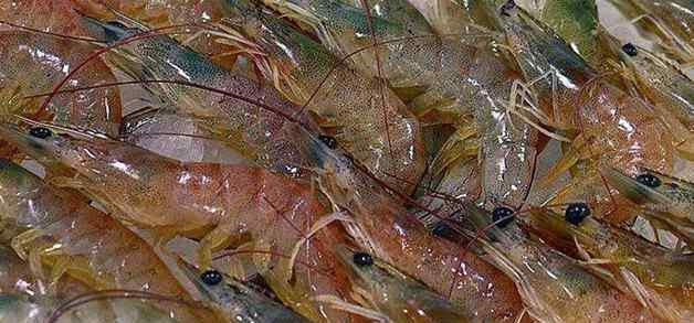 淡水虾养殖 淡水虾的养殖技术