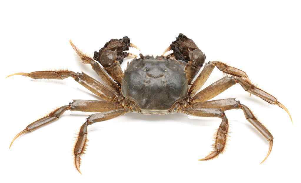 活螃蟹怎么储存 活螃蟹吃不完怎么保存