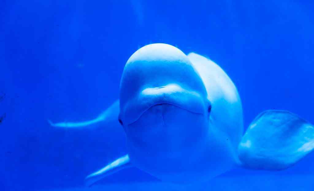 海豚科 海豚和白鲸的区别
