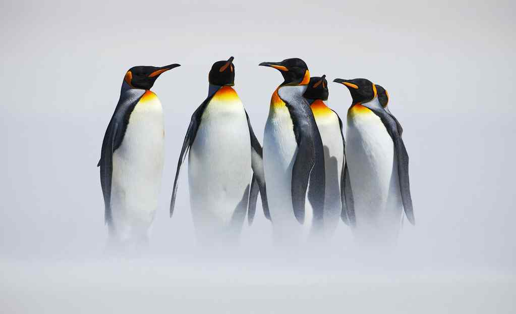 企鹅在哪个极 企鹅在哪个极