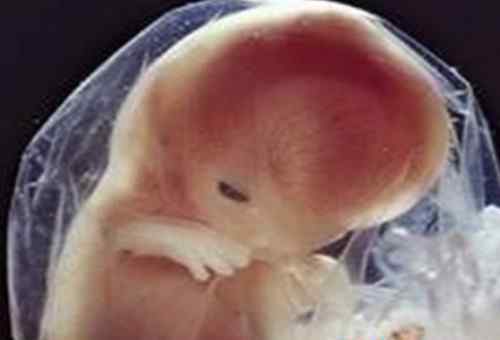 40天孕囊大小 【图】怀孕四十天胎儿图孕囊有多大？ 准妈妈必知三大事项！
