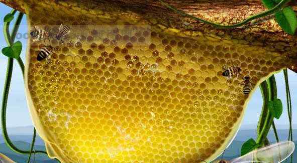 中药蜂房 蜂房的功效与作用