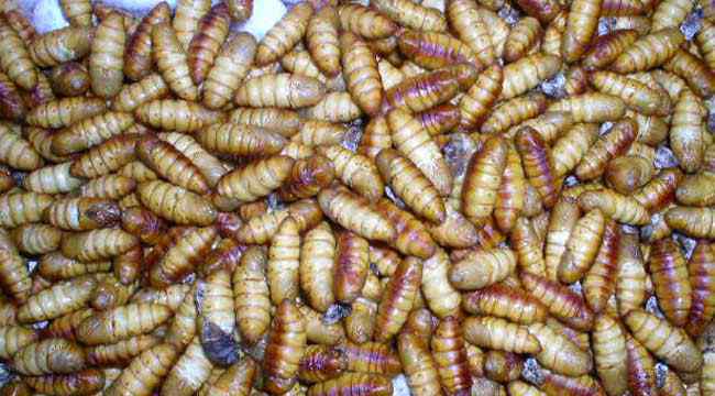 蚕蛹的营养价值 蚕蛹的功效与作用