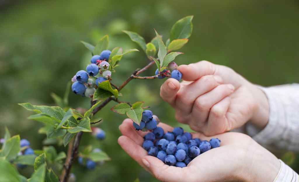 蓝莓热量 蓝莓的热量有多少