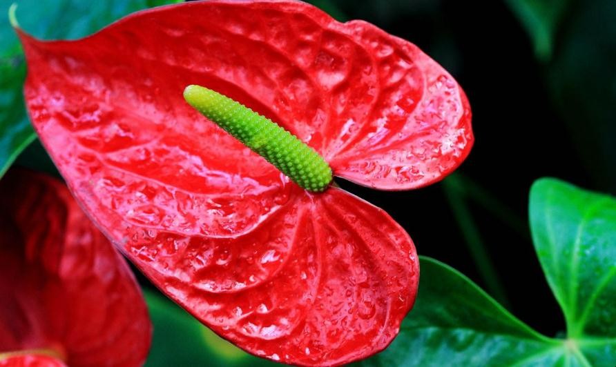 红掌的花逐渐变绿的原因是什么