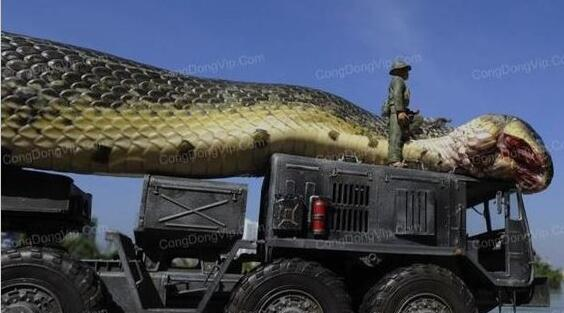 【震惊】女子被巨蟒勒颈身亡 世界上最大的蛇500米吃大象图片大的吓人