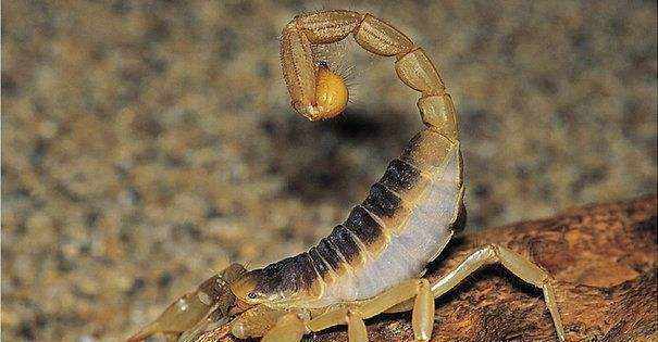 “蝎王”巴勒斯坦毒蝎蛰一下你基本上就没救了!它们居然最怕这个