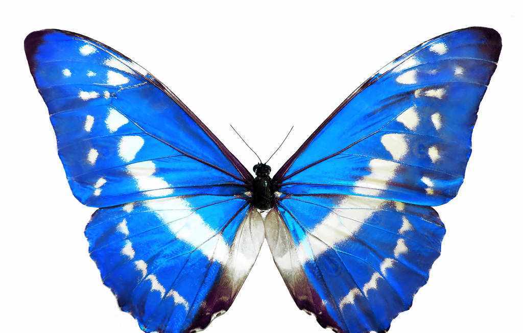 全世界最美的蝴蝶光明女神蝶图片大全 现状还剩几只多少钱能买到