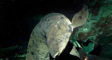 非洲肺鱼是什么让它忍着不死 世界上最年长非洲肺鱼多少岁死了吗