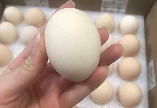 变质鸡蛋 鸡蛋变质了吃了对人身体有什么危害