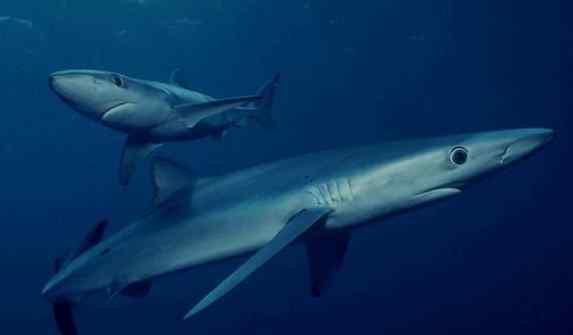 角鲨烷对皮肤的作用 角鲨烷对皮肤的作用 角鲨烷美容油用法