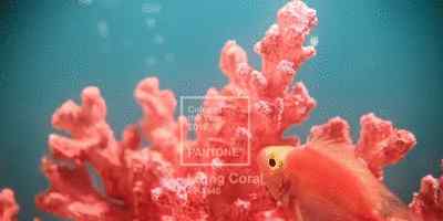 珊瑚粉是什么颜色 2019 Pantone年度色发布：温暖珊瑚粉！