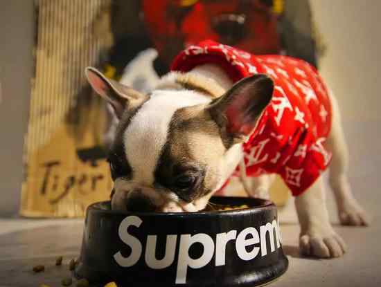 puppy和dog的区别 一个正在崛起的时尚领域：给宠物买衣服你舍得花多少钱？