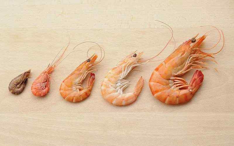 虾 中国到底哪里的虾最好吃？