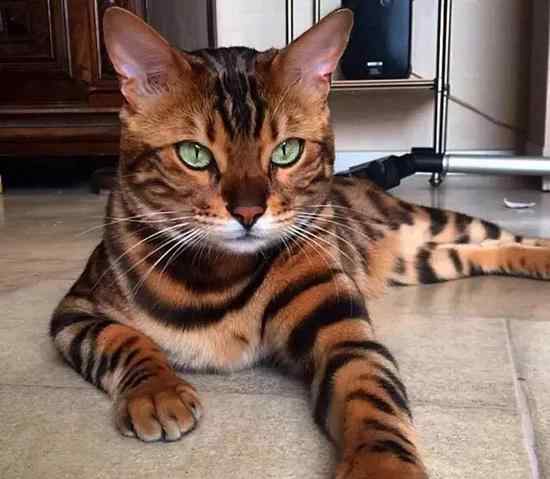 最好看的猫 全球最美的29只猫咪 一生极难一见