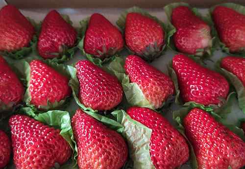 草莓的热量 草莓卡路里高吗
