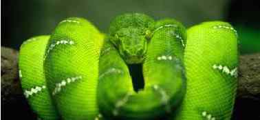 梦见绿色的蛇 周公解梦 梦见绿蛇