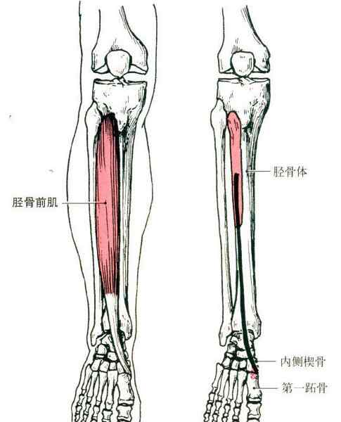 胫骨前肌 胫骨前肌起止点-胫骨前肌拉伸-胫骨前肌锻炼方法