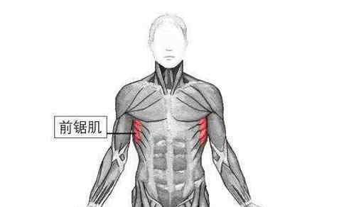 肩胛骨解剖图 前锯肌解剖图解 带你来了解了解前锯肌