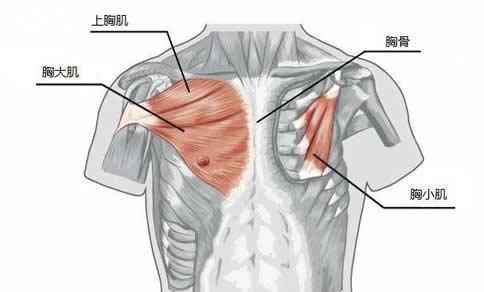 胸小 胸小肌解剖图解 带你来了解一下胸小肌