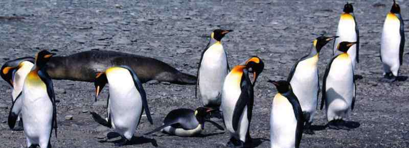 企鹅一般在几月份产卵 企鹅一般在几月份产卵，企鹅一般在5月份产卵