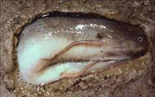 肺鱼能吃吗 肺鱼不吃不喝能活4年，但却是唯一一种丢水里可能会淹死的鱼