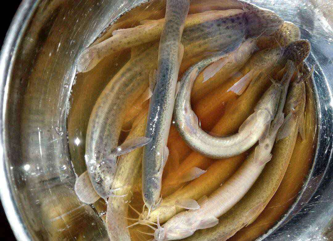 泥鳅在家怎么养活 怎么处理活泥鳅 有什么方法