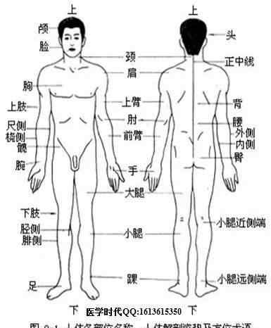 身体 人体各部位名称及体表标志
