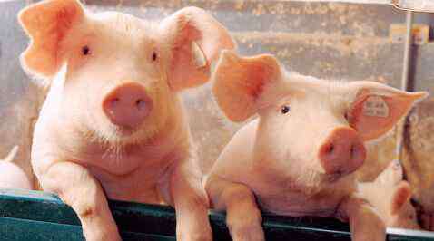 猪网名 带猪的名字，关于猪的可爱网名