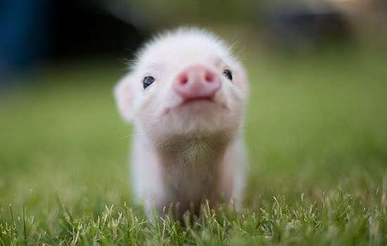小猪崽 周公解梦：梦到小猪崽是什么意思