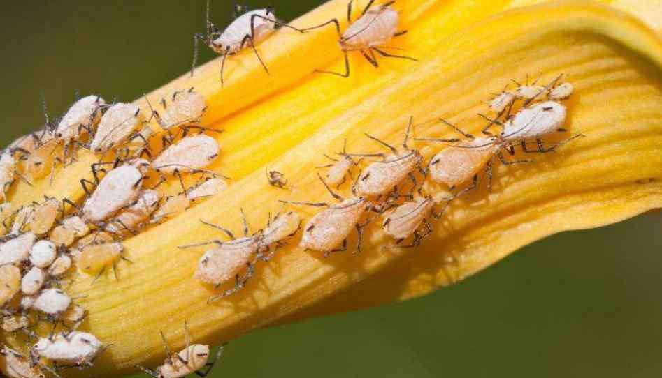 蚜虫怎么防治 蚜虫的防治方法有哪些