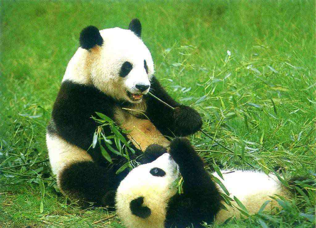 大熊猫吃肉吗 大熊猫吃肉吗 大熊猫会吃肉吗?