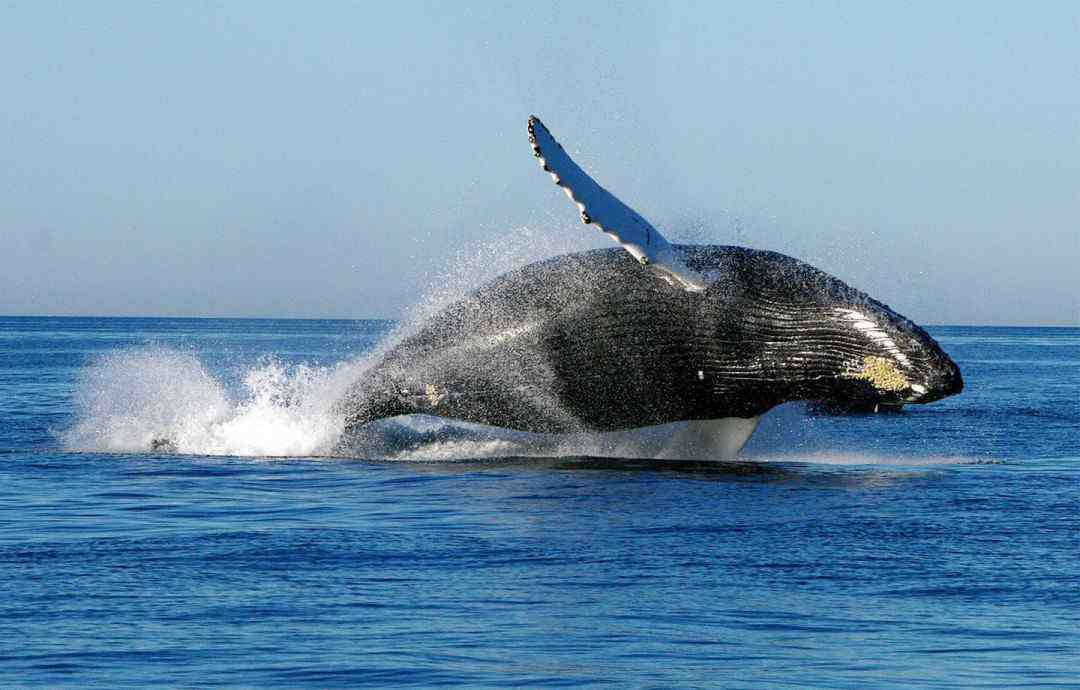 关于鲸的资料 关于鲸的资料 鲸的详细介绍