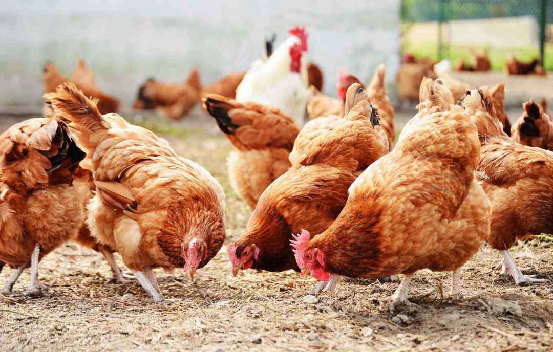 禽流感是哪一年 禽流感是哪一年发生的 禽流感发生时间