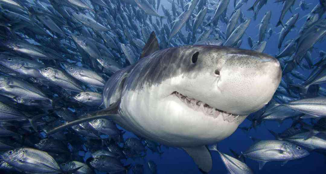 关于鲨鱼的电影 关于鲨鱼的电影 关于鲨鱼的电影有什么