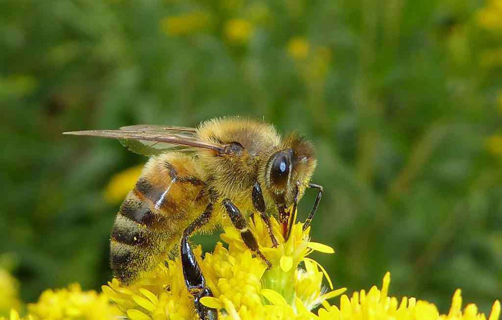 有关蜜蜂的知识 有关蜜蜂的知识 有哪些蜜蜂的知识