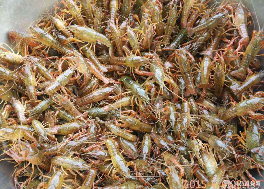 龙虾养殖技术 龙虾养殖技术介绍 需要注意什么