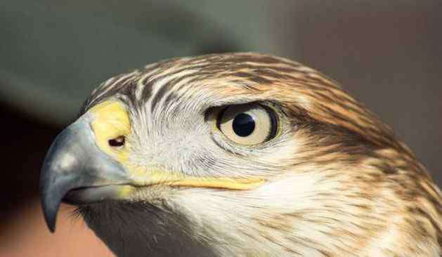 鹰的眼睛 心理学：哪一只老鹰的眼睛最锐利？测出你看人的眼光究竟有多准！