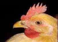 鸡的眼睛 鸡的眼睛变化都可能是哪些病？