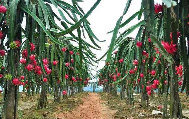火龙果种植技术与管理 火龙果的种植技术和栽培方法（分享火龙果的种植管理技术）