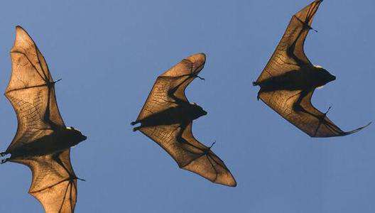 家里有蝙蝠什么征兆 蝙蝠飞到家里是什么预兆？有哪些说法