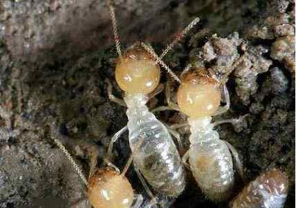 白蚁的防治方法 教你几个白蚁防治方法